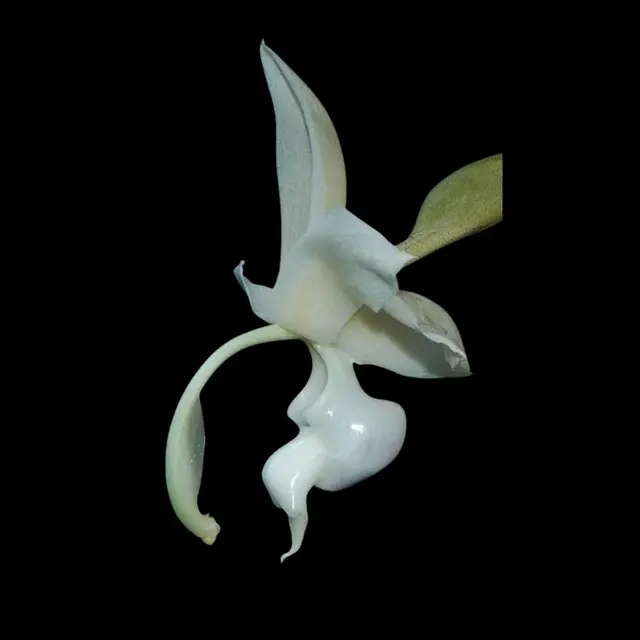 Stanhopea reichenbachiana x 'Eve' (Stanhopea)