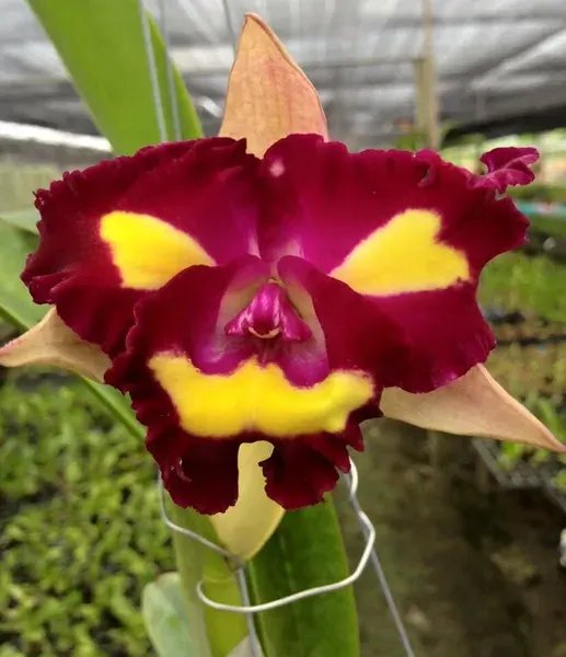 Rhyncholaeliocattleya Lady Gaga 'Edge Of Glory' (Rhyncholaeliocattleya)