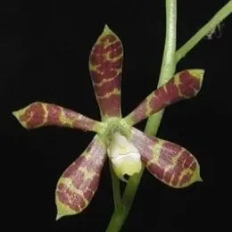 Encyclia Boothiana Sp. (Encyclia)