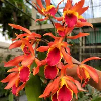 Cattlianthe Taiwan Sunset 'Yuan Dung' - parfumata