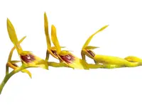 Acianthera ciliata