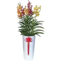 Aranda Mix Colors in tall ceramic pot (1.2mH) 百花盛开