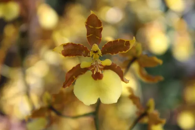 Oncidium Tropic Breeze (Oncidium)