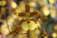 Onc. Tropic Breeze