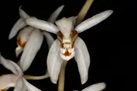 Coelogyne swaniana