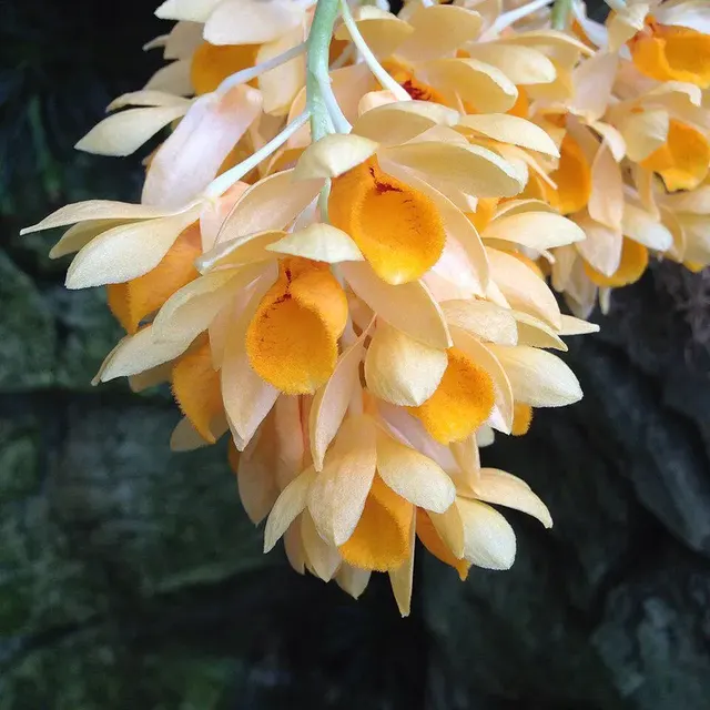 Dendrobium sulcatum (Dendrobium)