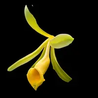 Vanilla planifolia — var. green leaves