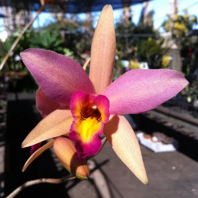 Laeliocattleya Santa Barbara Sunset HCC/AOS Parfumata 'ShowTime' (Laeliocattleya)