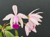 Cattleya intermedia ‘Cincāo’ division, blooming size