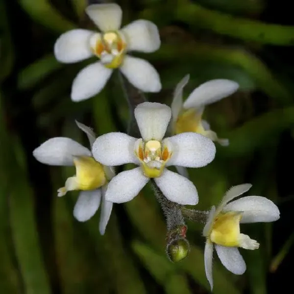 Chiloschista usneoides sp (Chiloschista)
