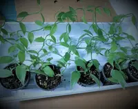 Vanilla Plant - 6-8" Vining Orchid - Vanilla Planifolia Bean - Tropical Vine for Indoors - Vanilla Bean Orchid