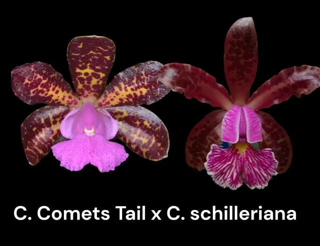 Cattleya Comets Tail ‘Super Nice’ 4N × schilleriana