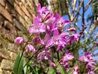 Dendrobium kingianum