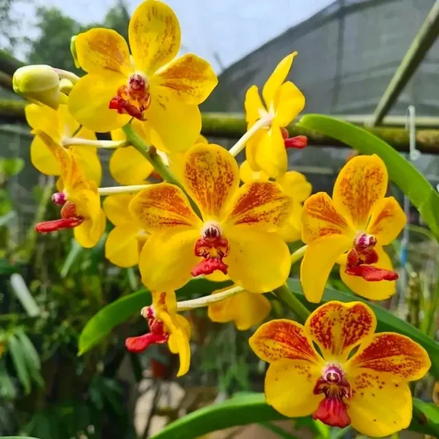 Vanda Ploenpit Prize AM/AOS Parfumat