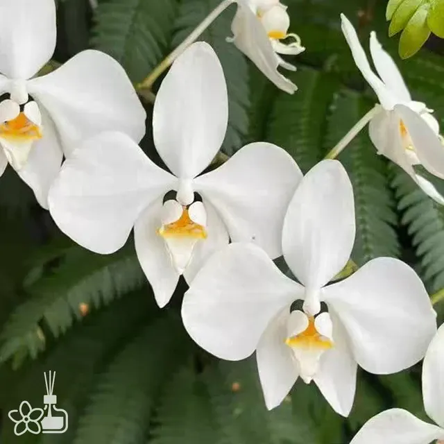 Phalaenopsis aphrodite 'TaWu' × Irian Jaya