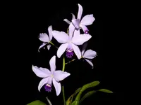 Laeliocattleya Rock Ruby