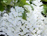 Den. farmeri fma. petaloid-album 'Hsinying' GM/JOGA SM/TOGA CHE/AOS (VD001) ( - - farmeri )