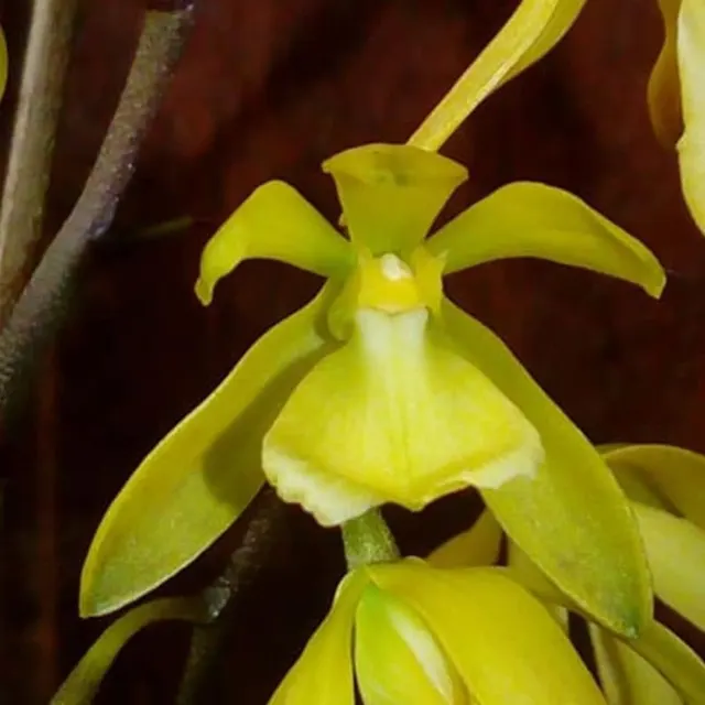 Encyclia rufa (Encyclia)