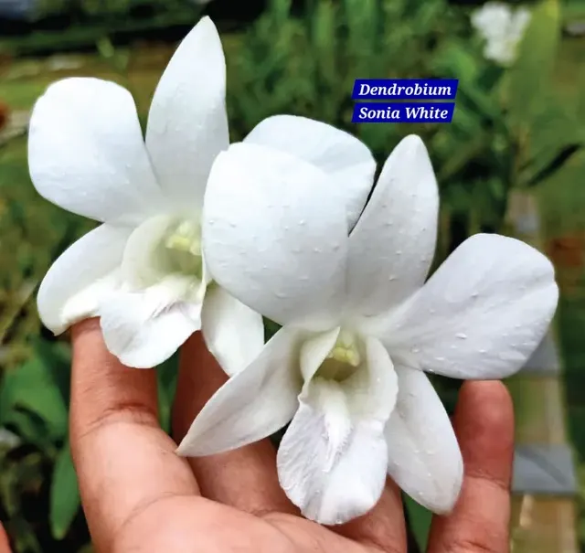 Dendrobium 16 Sonia White (Dendrobium)