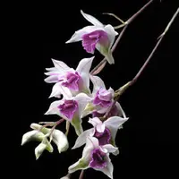Dendrobium garrettii sp.