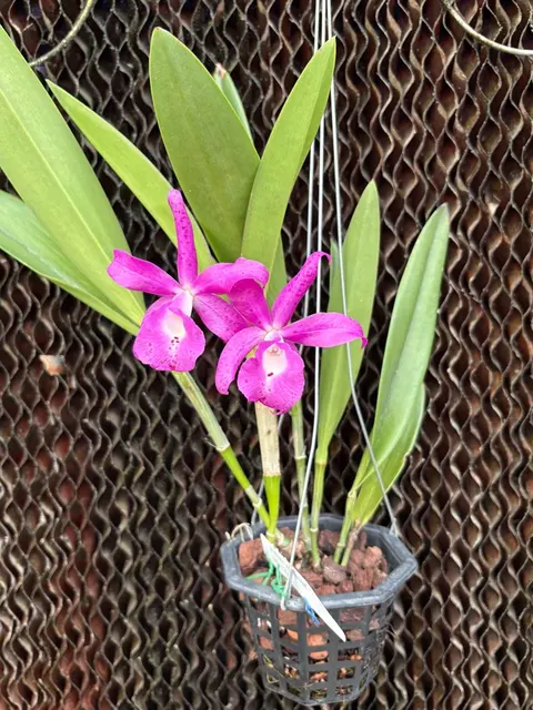 Brassocattleya Taiwan Mermaid (Brassocattleya)