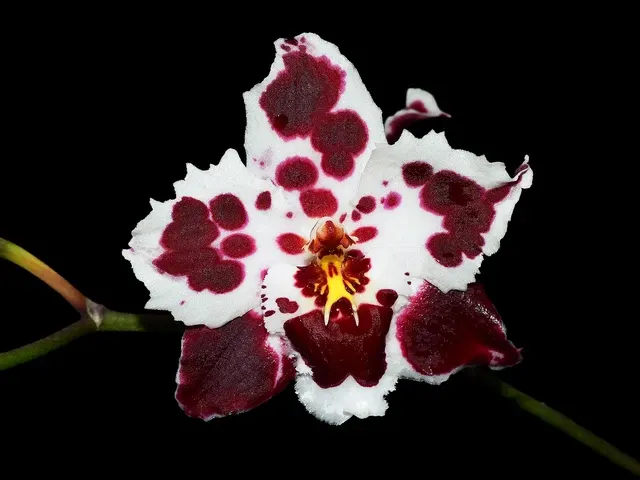 Oncidium Nationhood 'Pink Brillante' (Oncidium)