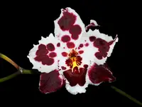 Oncidium Nationhood 'Pink Brillante'