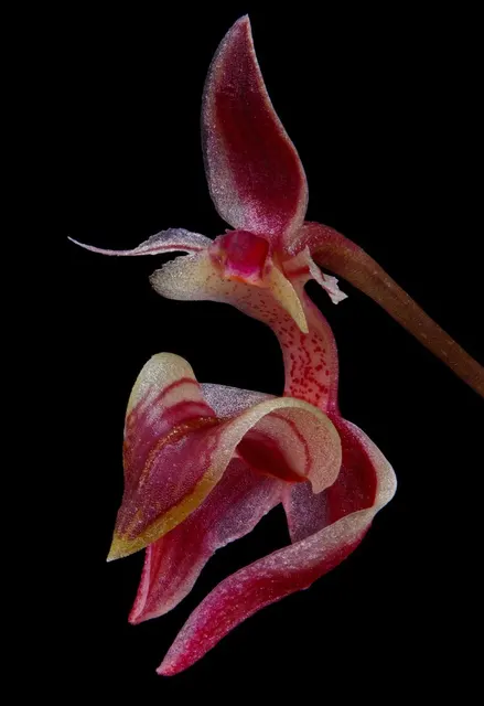 Bulbophyllum ayuthayense sp (Bulbophyllum)