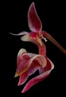 Bulbophyllum ayuthayense sp.