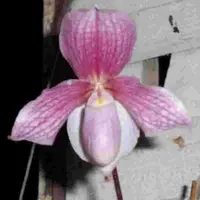 Paph. niveum X Charlesworthii