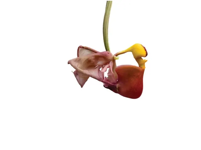 Coryanthes trifoliata (Coryanthes)
