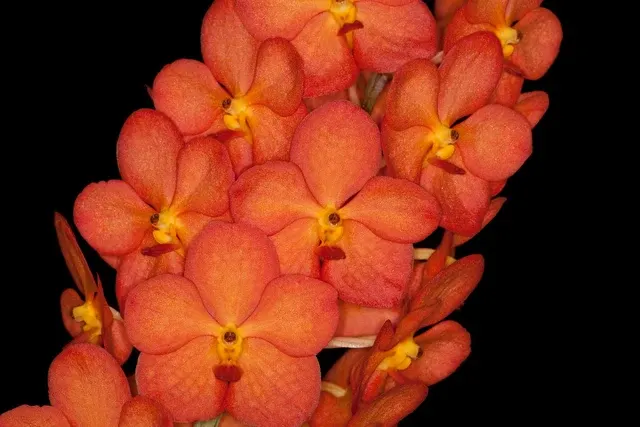 Ascocenda Fuchs Sunglow 'Orange'