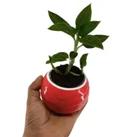 Jewel Orchid Ludisia discolor ‘Alba’ (0.15m)