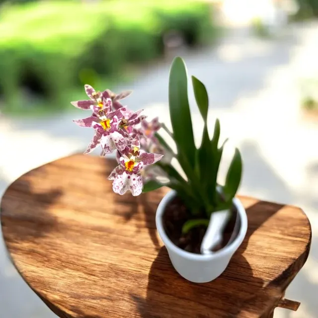 Oncidium Holm’s Wizard Var. Pink01 - Flori Intens Parfumate
