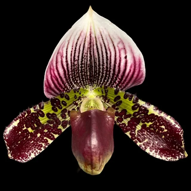 Paphiopedilum Hsinying Alien (Paphiopedilum Supersuk ‘Eureka’ x Paphiopedilum Raisin Pie ‘Hsinying’) x sib