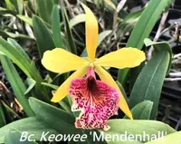 Bc. Keowee 'M' (C. Lorraine Shirai x B. nodosa) (M444) (Hybrid) Bc.=Brassocattleya / B.=Brassavola