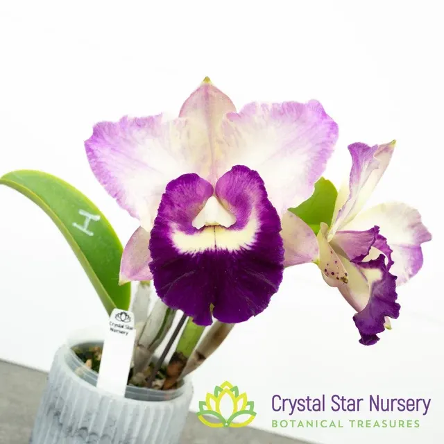 Rhyncholaeliocattleya Ho Hsing Walker (Rhyncholaeliocattleya)