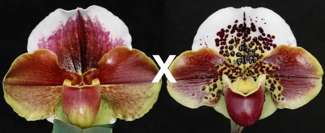 Paphiopedilum Eastern Monarch 'Spot Master' x Space Shuttle 'Jaguar' (Paphiopedilum)