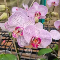 Phalaenopsis Orchid Cosmic Trails Mature Plant - Ready To Flower