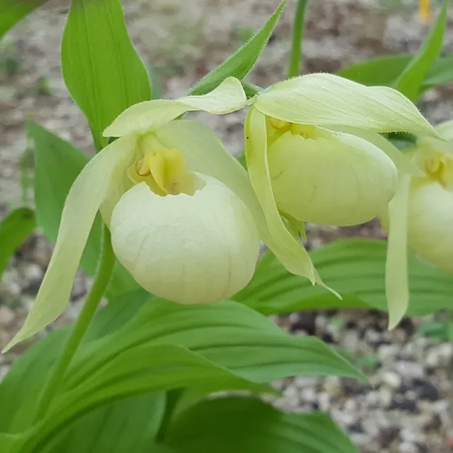 Cypripedium Michael White ) (Cypripedium)