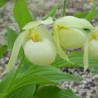 Cypripedium Michael White (macranthos alba x henryii (formerly Henryi Tonk))