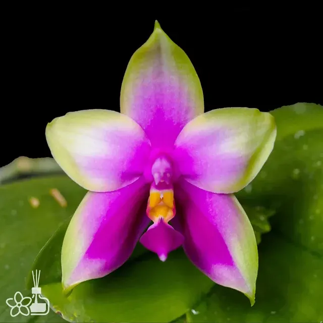 Phalaenopsis bellina 'Red Apple x Alba' (Phalaenopsis)