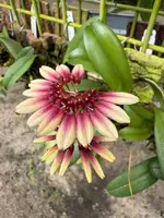 Bulbophyllum for sale