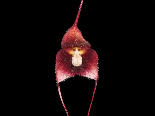 Dracula hirsuta (Dracula)