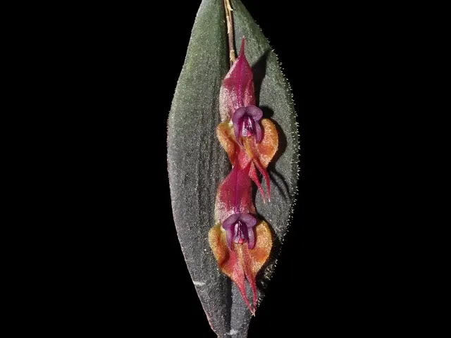 Lepanthes gargoyla (Lepanthes)