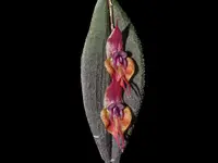 Lepanthes gargoyla