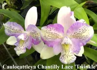 Clty. Chantilly Lace 'Twinkle' (C. El Dorado Splash x Cau. bicornutum) (M422) (Hybrid) Clty.=Caulocattleya / Cau.=Caularthron