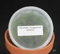 FLASK Thrixspermum calceolus