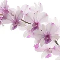 Dendrobium 6″ Pot Popeye