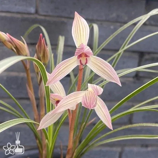 Cymbidium tortisepalum 'HUAN-SHA-NV'
